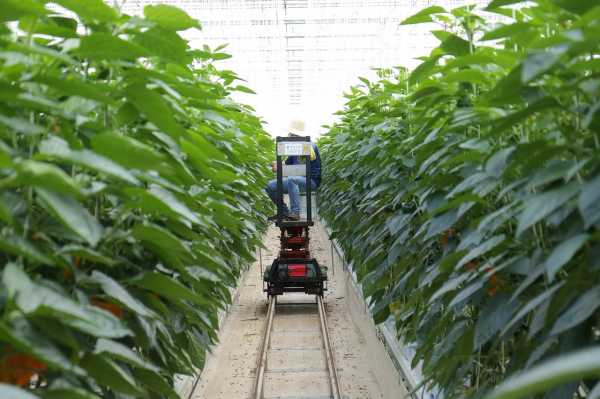 韩国云人工智能在农业领域有哪些应用