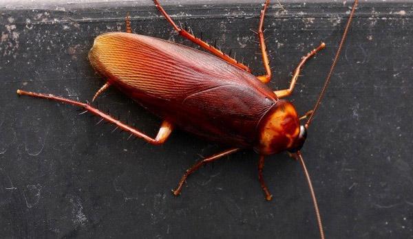 cockroach